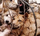 Gauhati high court quashes Nagaland government ban on sale of dog meat