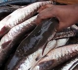 Fish Rates High In Hyderabad In The Eve Of Mrigasira Karthe