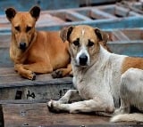 A three year old boy was attacked by stray dogs in Gandhari mandal of Kamareddy district