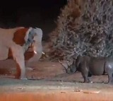 Video Of Fierce Fight Between Elephant And Rhino Goes Viral