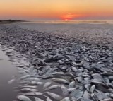 menhaden type of fishes dies with lack of proper oxygen levels in sea near texas 