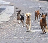 Four dogs sterilized in Aurangabad after they allegedly steal former mayors shoes