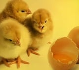 Chicken or Egg Scientists claim to have found answer to centuries old puzzle