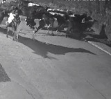 Herd Scares Tiger Away After It Attacks Cow On Bhopal 