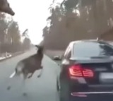 Herd Of Deer Stampede Across The Road Jump Right On Top Of A car