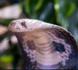 10 baby cobras found in surgical ward of Kerala govt hospital