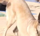 Yoga doggo ITBP canine celebrates International Yoga Day
