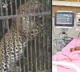 Tiger which attacked 3 year boy caught