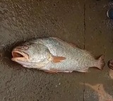 Andhra Pradesh Fisherman Strikes Gold After 4 Kg Kachidi Fish Fetches Rs 16 Thousand