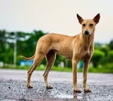 Tamilnadu man leaves family for dog