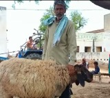 Rajasthan man refuses Rs 1 crore offer for lamb ahead of Eid