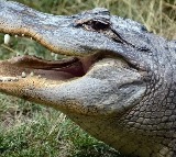Alligator trying to hunt bird gets eaten by crocodile Watch vedio