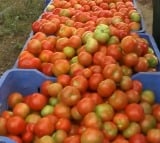 Tomato prices raises high in AP