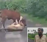 Man saves his cow from horrifying lioness attack in Gujarat 