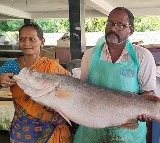 Huge Pandugappa Caught to Fisharman Net in Yanam