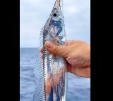 Hairtail fish video went viral on social media 