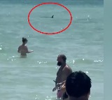 Shark Swims Near Shore Around Beachgoers In US
