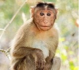 Monkey become ‘lakhpati’ – though for a short time