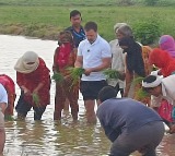 Rahul Gandhi helps farmers plant paddy in Sonipat