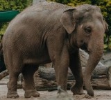 Rogue elephant ‘Arikomban’ healthy, says TN forest minister