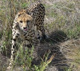 leopard in tirumala ghat at 56 cross