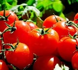 Govts Discount Sale Of Tomatoes Starts In Delhi NCR Patna