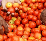 Tomatoes to be sold at Rs 80 per kg from today across country, says govt