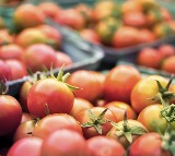 Pune tomato farmer earns over one crore in one month