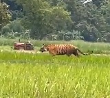 Tiger roaming around fields in UPs Philibhit