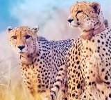 Cheetahs deaths sparkling criticism and Congress slams Center
