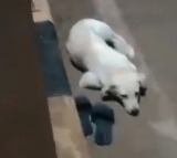 Dog waits near owner's footwear after she jumps into Godavari in Andhra district