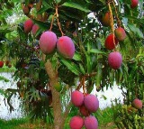This Indian farmer grows worlds most expensive mango in his orchard