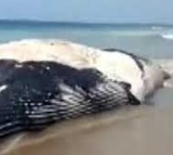 Blue Whale washes ashore in Andhra Pradesh
