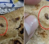 Cockroach Found in Meal Served on Vande Bharat Train IRCTC Responds