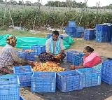 Andhra's tomato farmer earns Rs 4 cr in 45 days