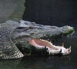 Telangana man arrested for killing crocodile, selling its meat