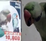 MP man puts posters for his missing parrots giving Rs 10000 Reward for who finds