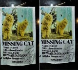 Cat Missing posters in Manchiryal