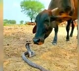 Video Of Cow And Snake Playing Together Goes Viral