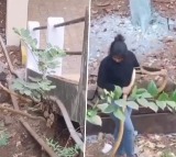 Woman catches two snakes with bare hands video sparks debate