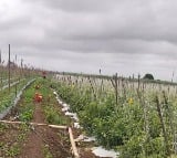 As tomato prices soar farmer installs cameras on his field to prevent theft