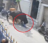 A cow repeatedly targeting a school kid in Chennai