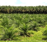 Telangana allots 82,000 acres to Lohiya Group for oil palm cultivation