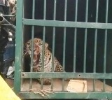 Leopard which killed six year old girl in tirumala gets caught
