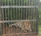 Another leopard trapped on trekking route to Tirumala temple