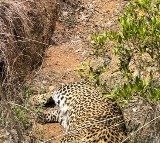 Another Leopard died in Sri Sathyasai district 