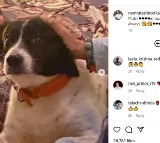 Mahesh Babu pet dog Pluto dies Namrata Shirodkar and Sitara share heartfelt goodbyes