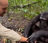 Anand Mahindra Shares Clip Of Chimpanzee Washing A Photographers Hands