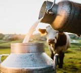 Environmental impact of milk production from animals