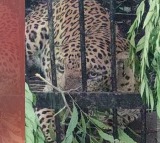 Another leopard caught in Tirumala